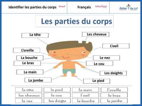 Les parties du corps