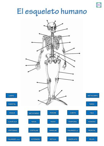 El esqueleto