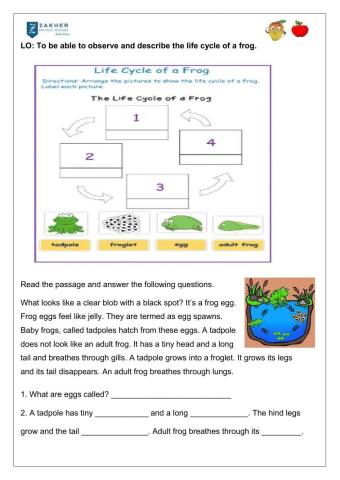 Life cycle of a frog