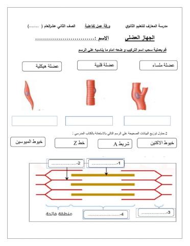 الجهاز العضلي