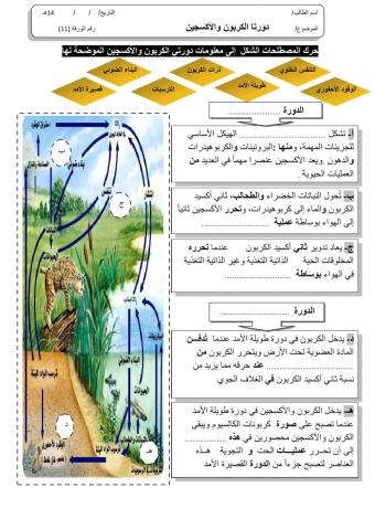 ورقة 11تفاعليةع