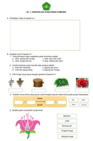 Lk.1. struktur dan fungsi organ tumbuhan