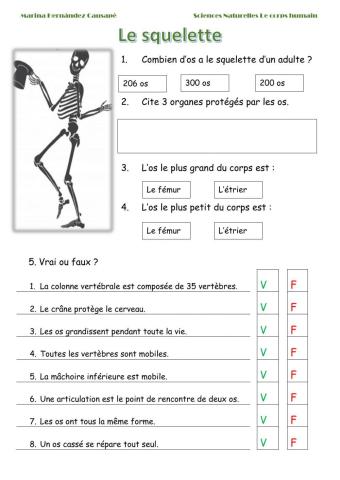 Le squelette