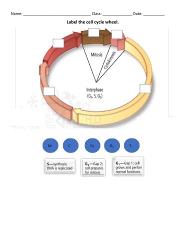 Cell Cycle Wheel