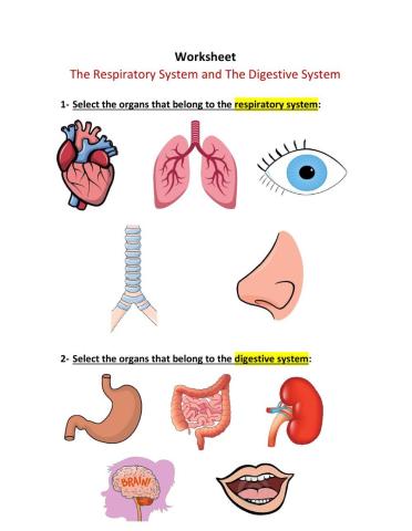 The Respiratory System and The Digestive System