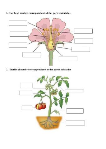 Plantas repaso