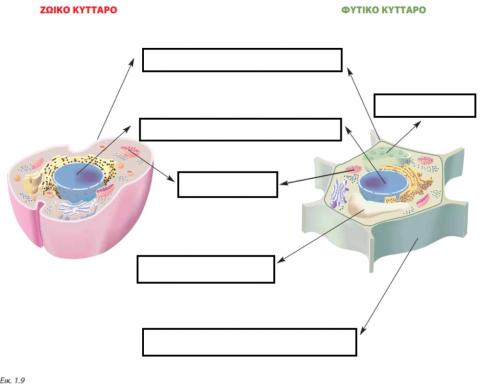 Ζωικό και Φυτικό κύτταρο