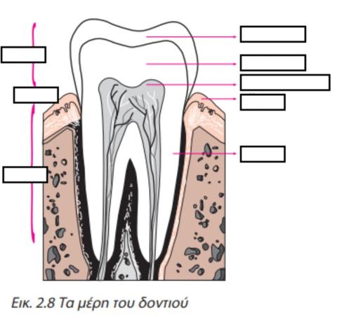 Τα μέρη του δοντιού