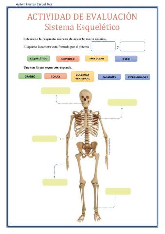 Sistema Esquelético