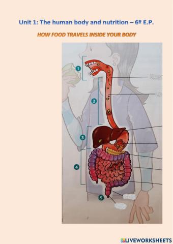 How human body travels inside your body