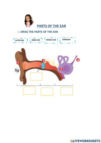 Parts of the ear