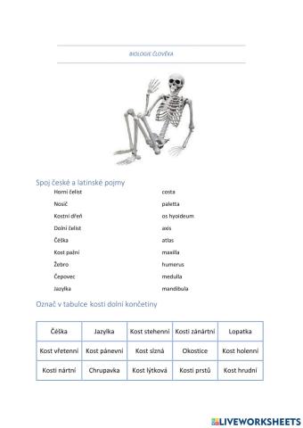 Pracovní list - kosterní systém