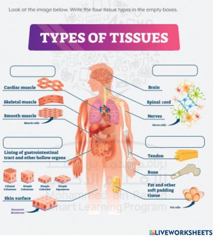 Human tissues