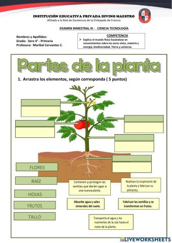 Examen Bimestral