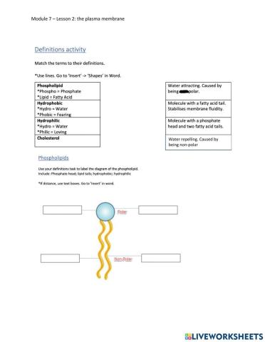 The plasma membrane