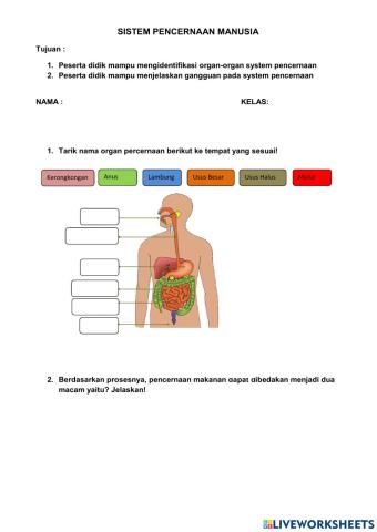 Sistem Pencernaan Manusia