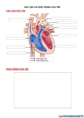 Cấu tạo và hoạt động của tim