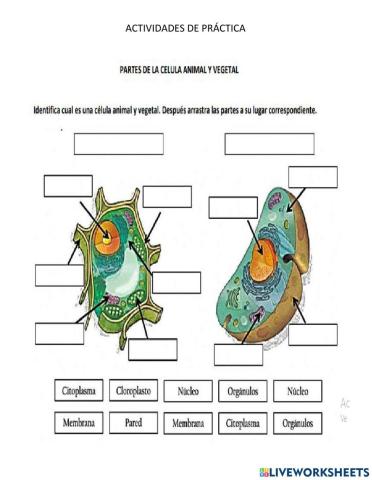 Clases de celulas y sus partes