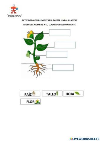 Partes de la planta