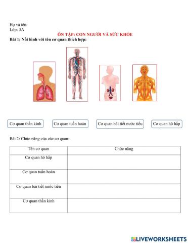 Ôn tập: Con người và sức khỏe