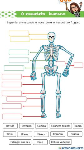 Esqueleto humano