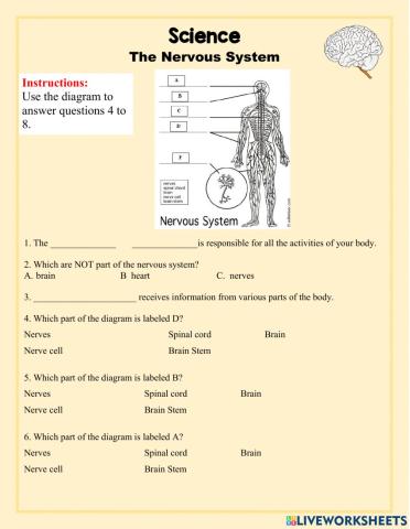 The Nervous System