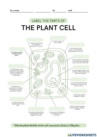 Plant Cell