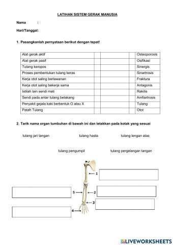 Latihan Sistem Gerak Manusia