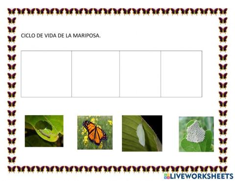 Ciclo de vida mariposa