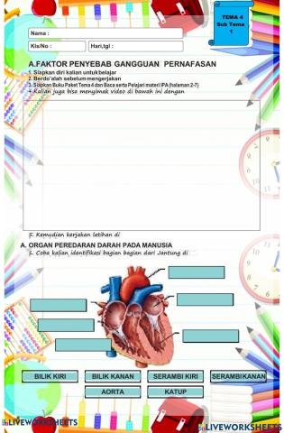 Sistem Peredaran Darah Manusia