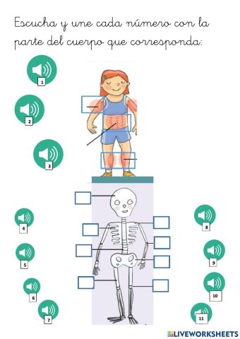 Partes del cuerpo - músculos y huesos