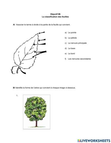 La classification des feuilles