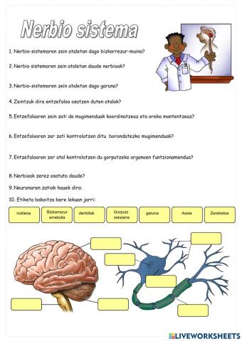 Nerbio sistema