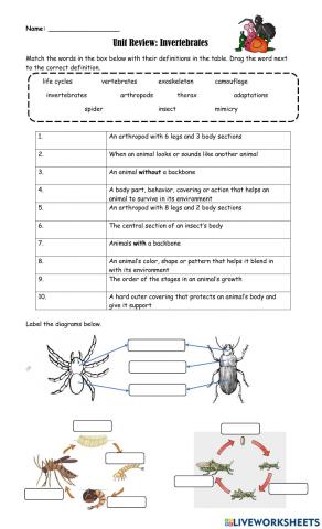 Invertebrates Review