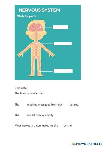 Nervous system