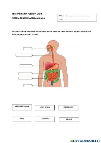 Lkpd saluran pencernaan
