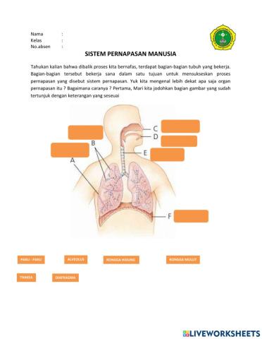 Sistem pernapasan