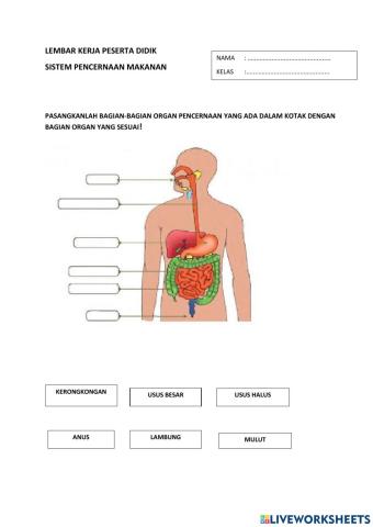 Lkpd sistem pencernaan