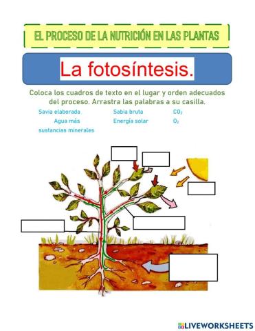 Partes de la fotosíntesis de las plantas