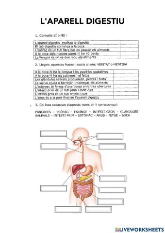 L'aparell digestiu