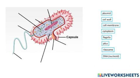 Label a prokaryote