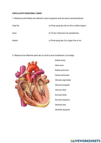 La circulació sanguínia i la sang