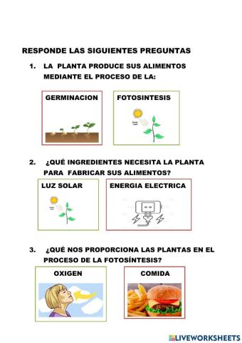 Nutricion vegetal