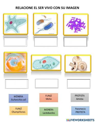 Reinos monera, fungi, protista