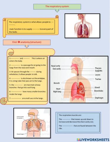 Anatomy and physiology of the respiratory system