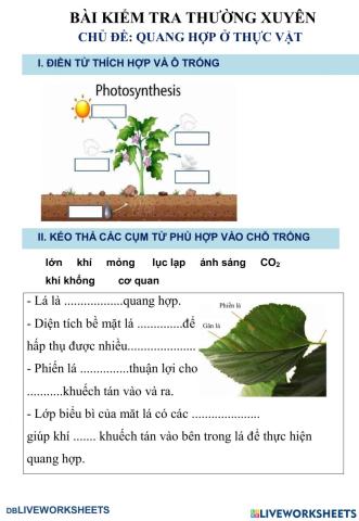 Quang hợp ở Thực vật