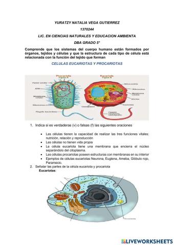 Celulas eucariota y procariota