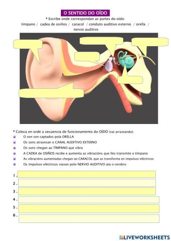 O sentido do oído