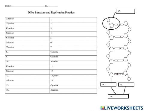 DNA Replication