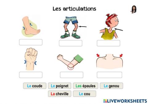 Les articulations